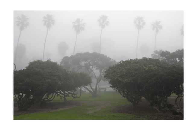 la jolla cove trees